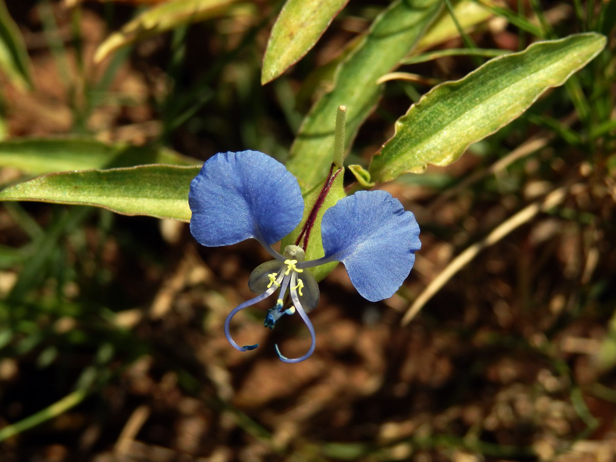 Křížatka (Commelina erecta L.)