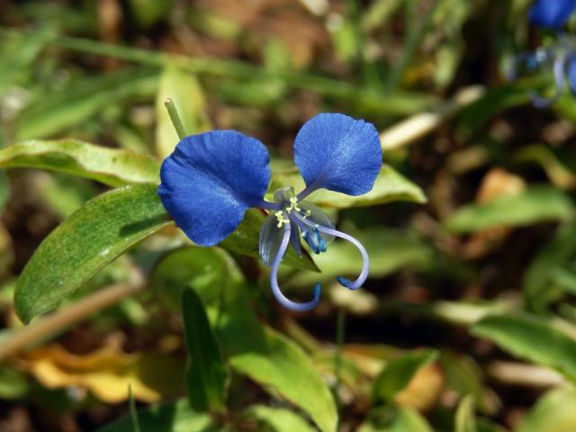 Křížatka (Commelina erecta L.)