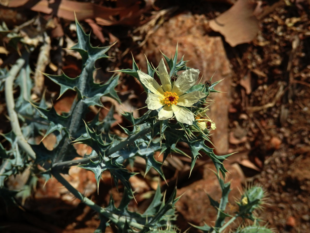 Pleskanka (Argemone ochroleuca Sweet)