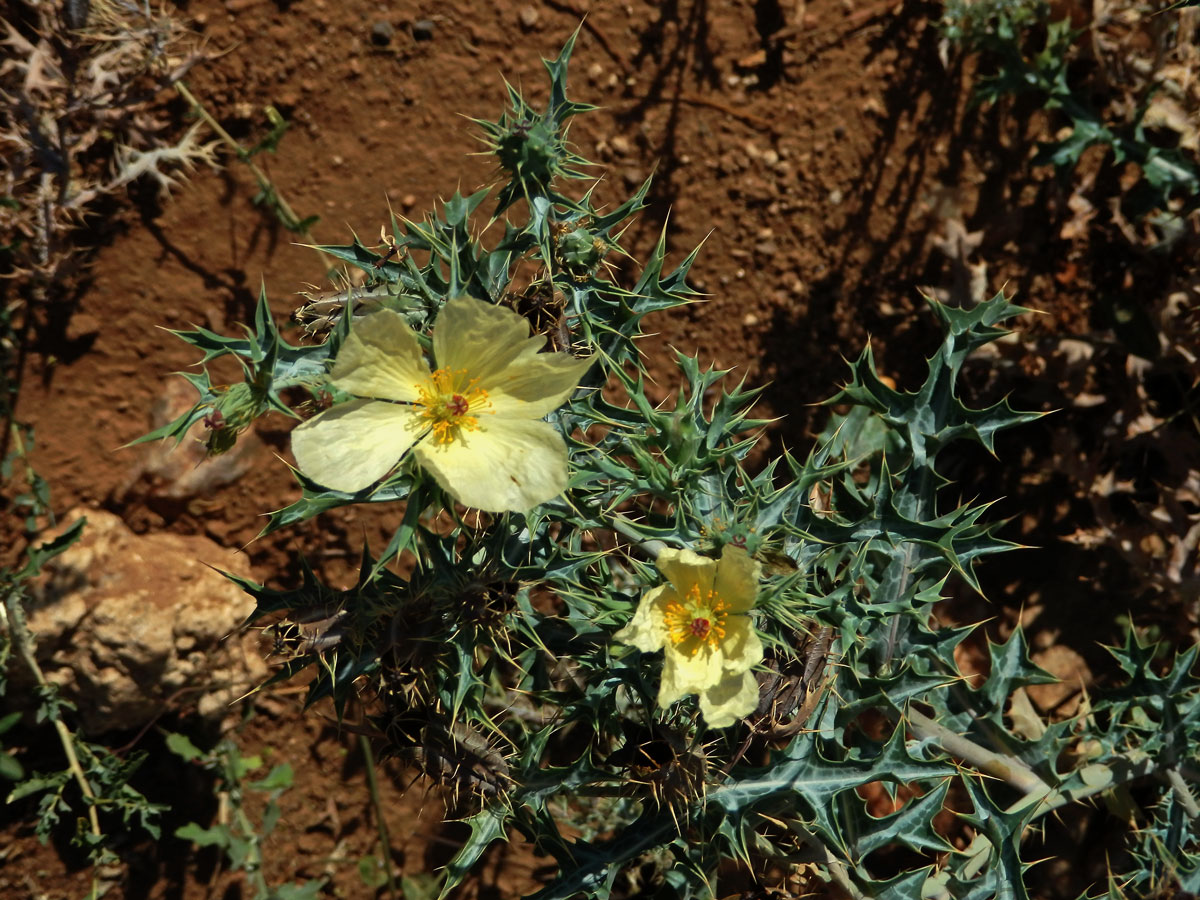 Pleskanka (Argemone ochroleuca Sweet)