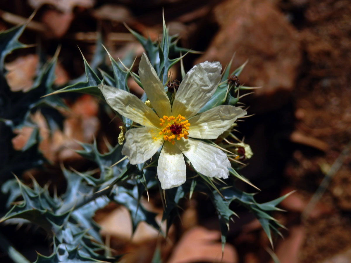 Pleskanka (Argemone ochroleuca Sweet)