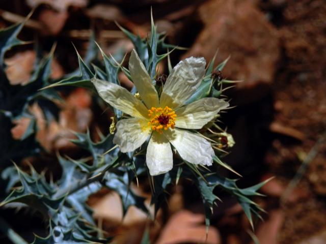 Pleskanka (Argemone ochroleuca Sweet)