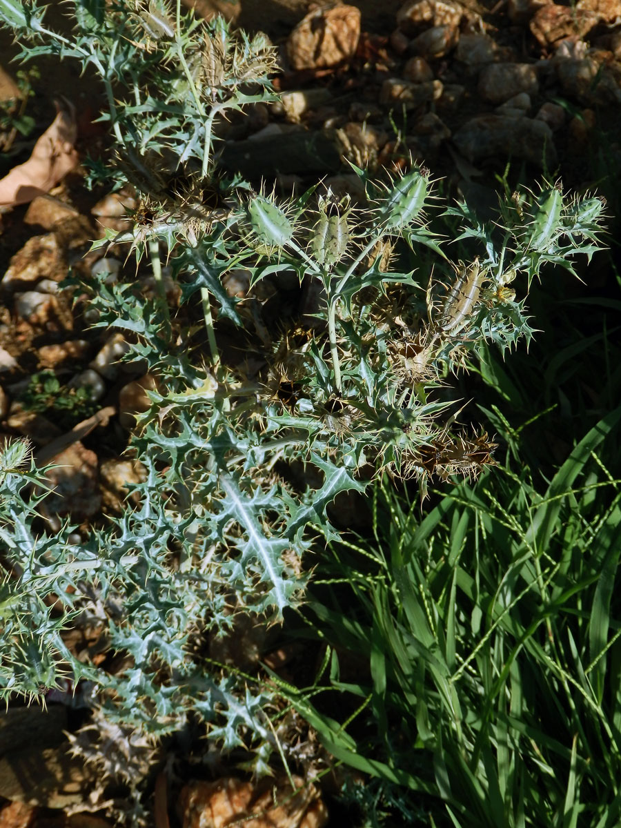 Pleskanka (Argemone ochroleuca Sweet)