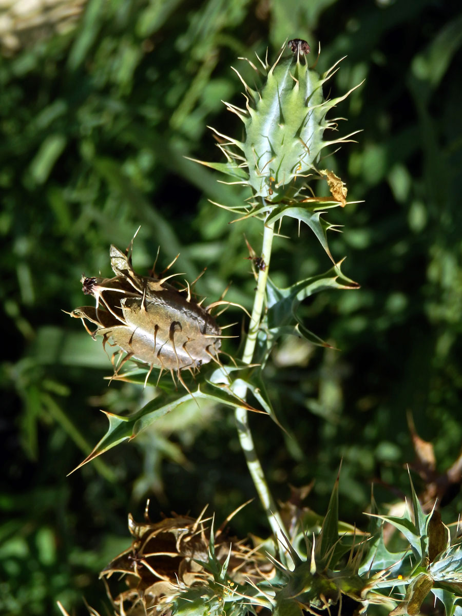 Pleskanka (Argemone ochroleuca Sweet)