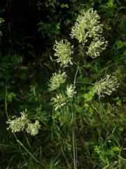 Srha laločnatá (říznačka) (Dactylis glomerata L.)