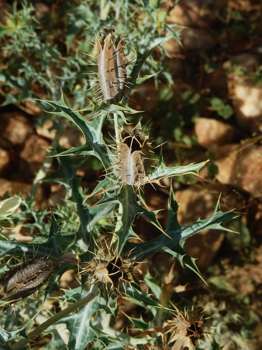 Pleskanka (Argemone ochroleuca Sweet)