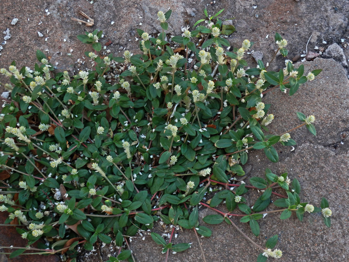 Pestrovka (Gomphrena celosioides C. Martius)