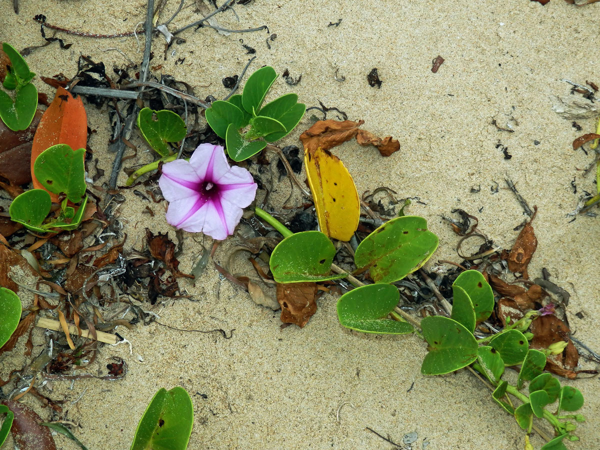 Povijnice pomořská (Ipomoea pes-caprae (L.) R. Br.)