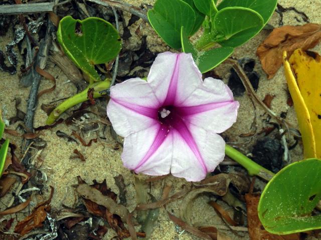 Povijnice pomořská (Ipomoea pes-caprae (L.) R. Br.)