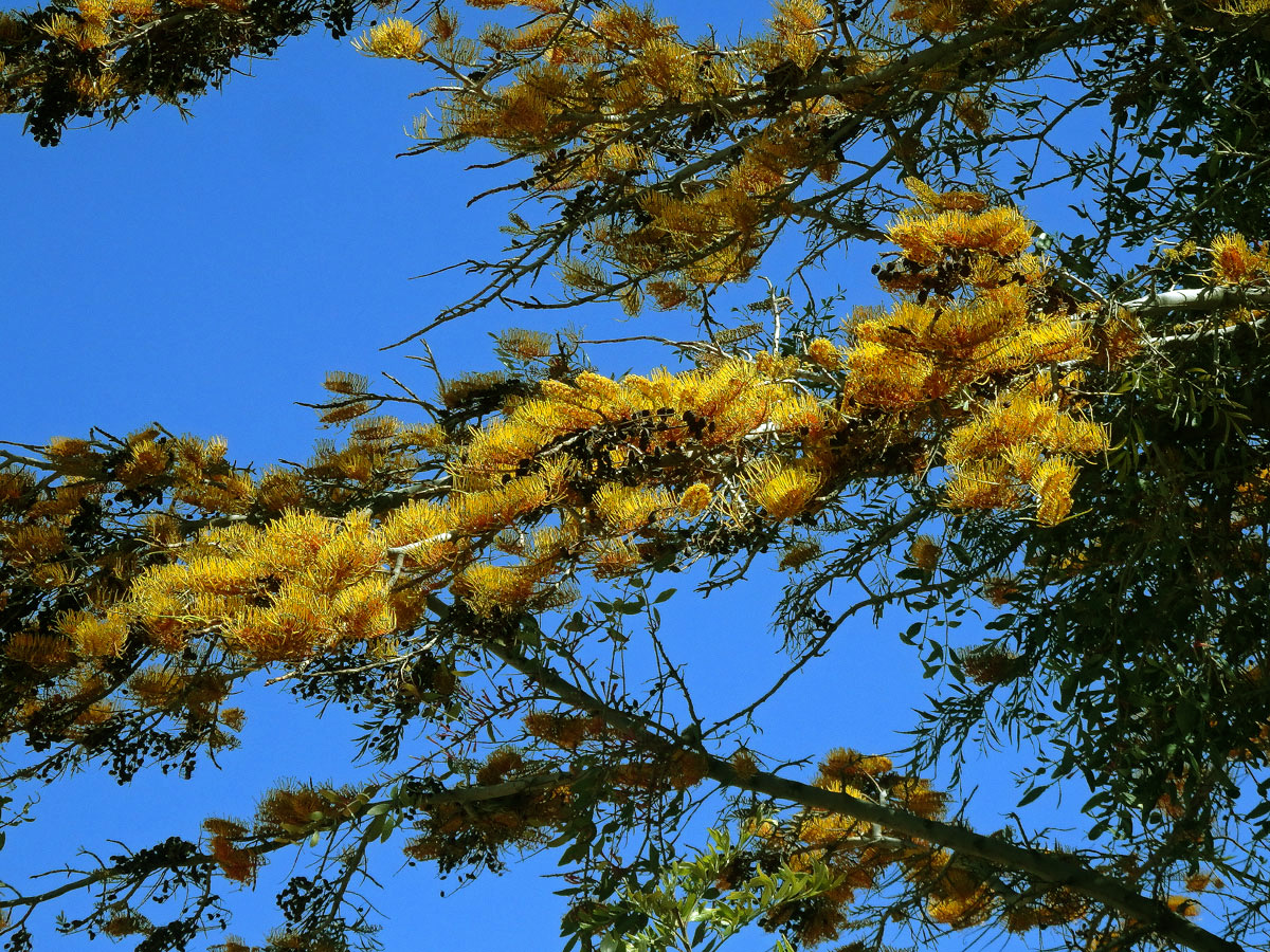 Grevillea robusta Cunn.