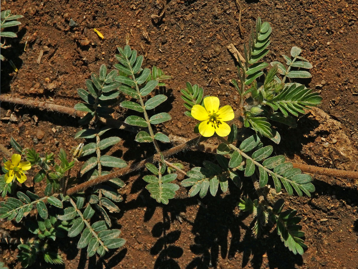 Kotvičník zemní (Tribulus terrestris L.)