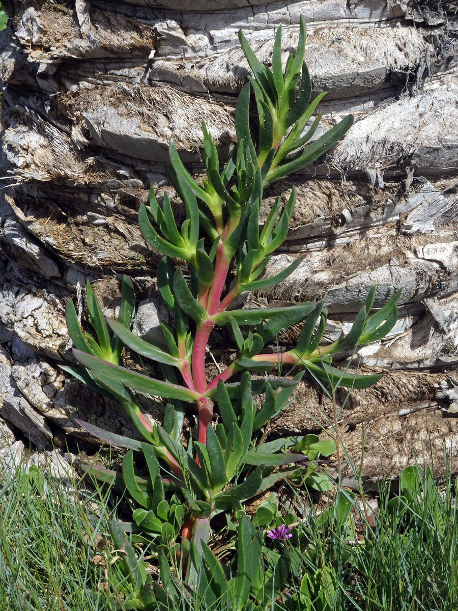 Kosmatcovník velkokvětý (Carpobrotus acinaciformis (L). L. Bolus)