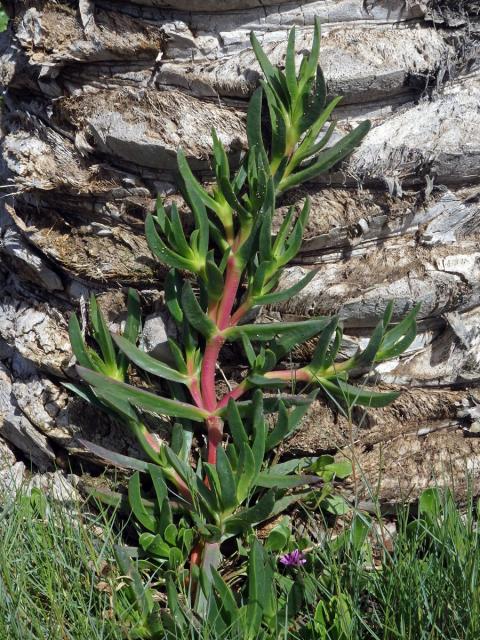 Kosmatcovník velkokvětý (Carpobrotus acinaciformis (L). L. Bolus)