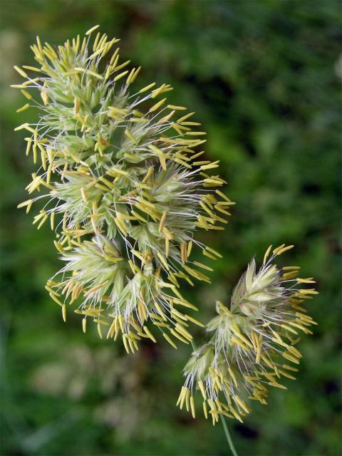 Srha laločnatá (říznačka) (Dactylis glomerata L.)