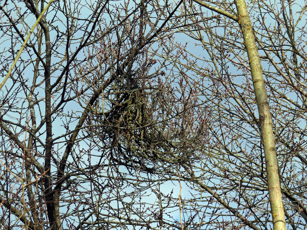 Čarověník na třešni ptačí (Prunus avium (L.) L.) (1d)