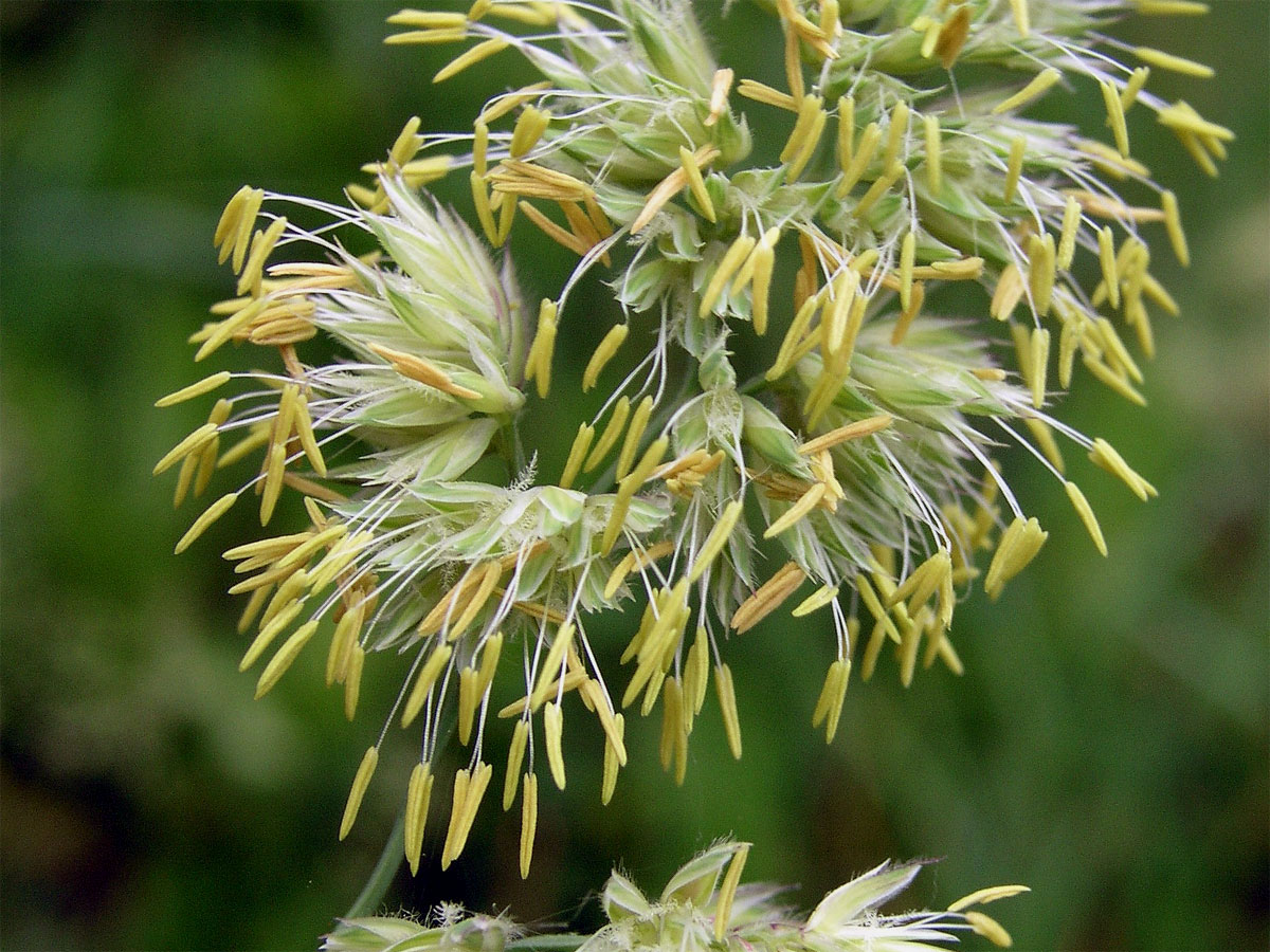 Srha laločnatá (říznačka) (Dactylis glomerata L.)