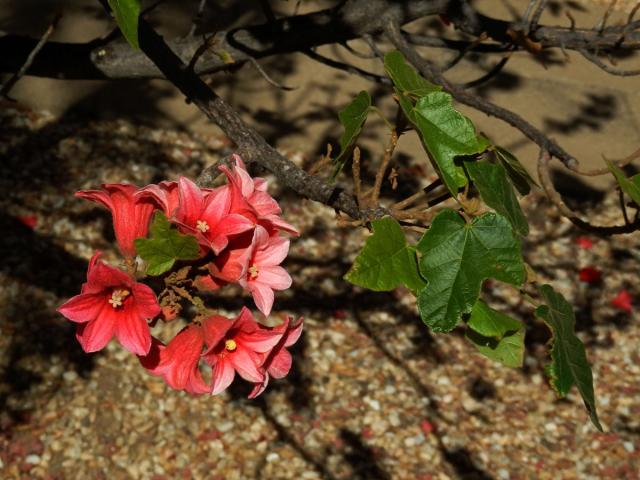 Brachychiton discolor F. Muell.