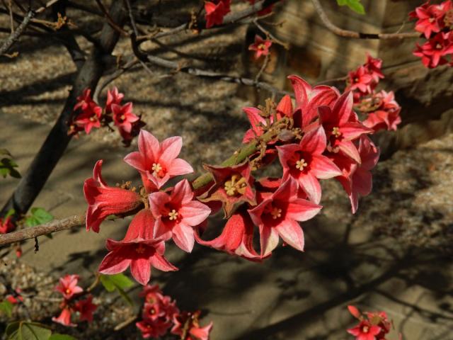 Brachychiton discolor F. Muell.