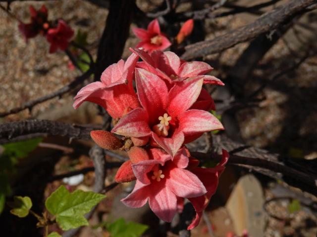 Brachychiton discolor F. Muell.