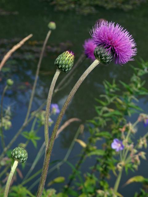 Pcháč panonský (Cirsium pannonicum (L.) Link.)