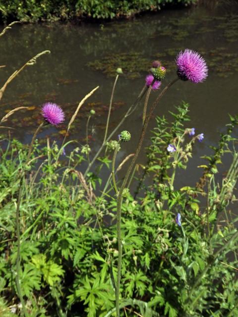 Pcháč panonský (Cirsium pannonicum (L.) Link.)