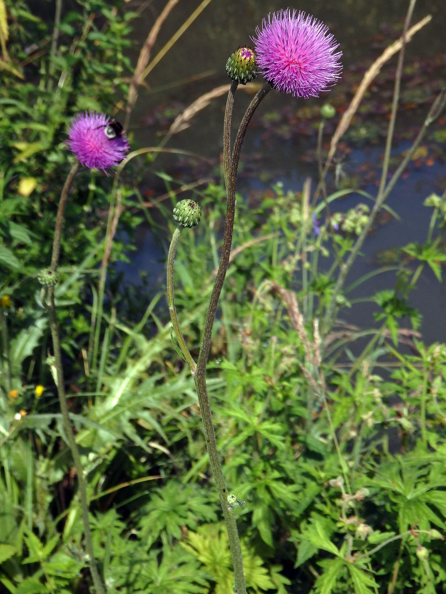 Pcháč panonský (Cirsium pannonicum (L.) Link.)