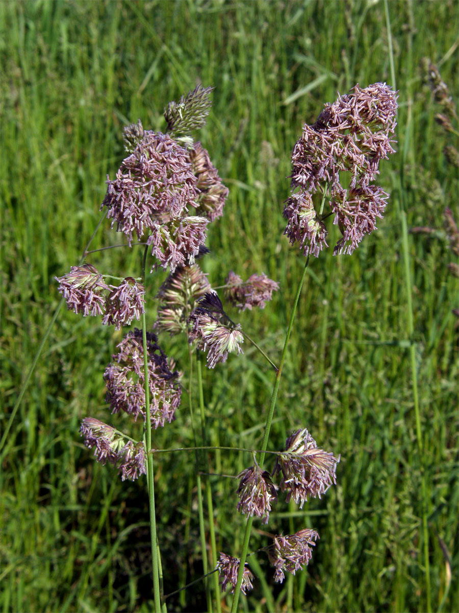 Srha laločnatá (říznačka) (Dactylis glomerata L.)