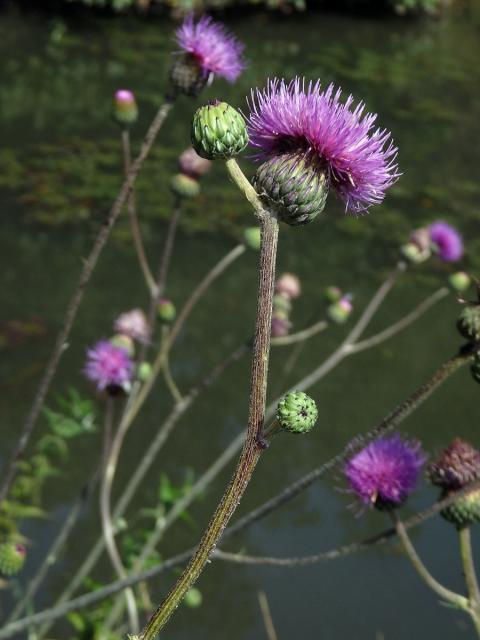 Pcháč panonský (Cirsium pannonicum (L.) Link.)