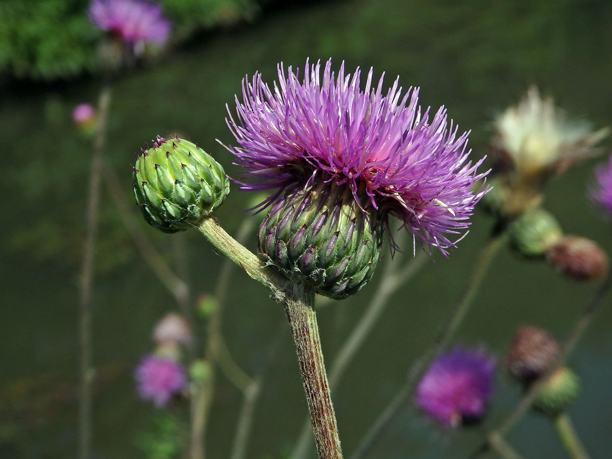 Pcháč panonský (Cirsium pannonicum (L.) Link.)