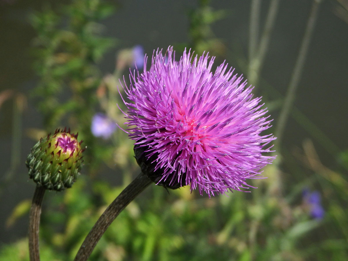 Pcháč panonský (Cirsium pannonicum (L.) Link.)