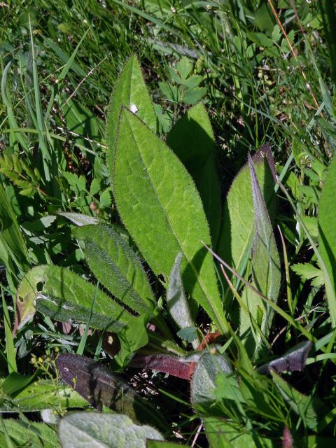Pcháč panonský (Cirsium pannonicum (L.) Link.)