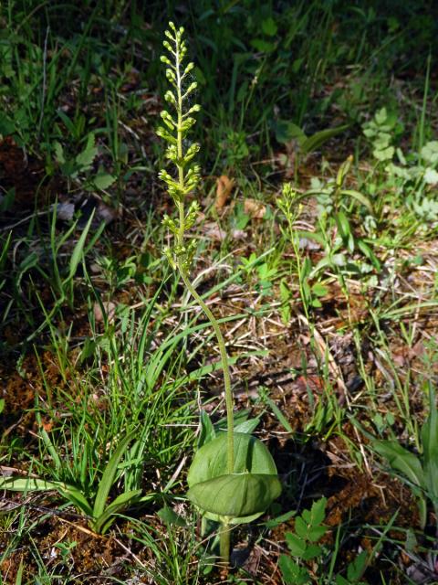 Bradáček vejčitý (Listera ovata (L.) R. Br.)