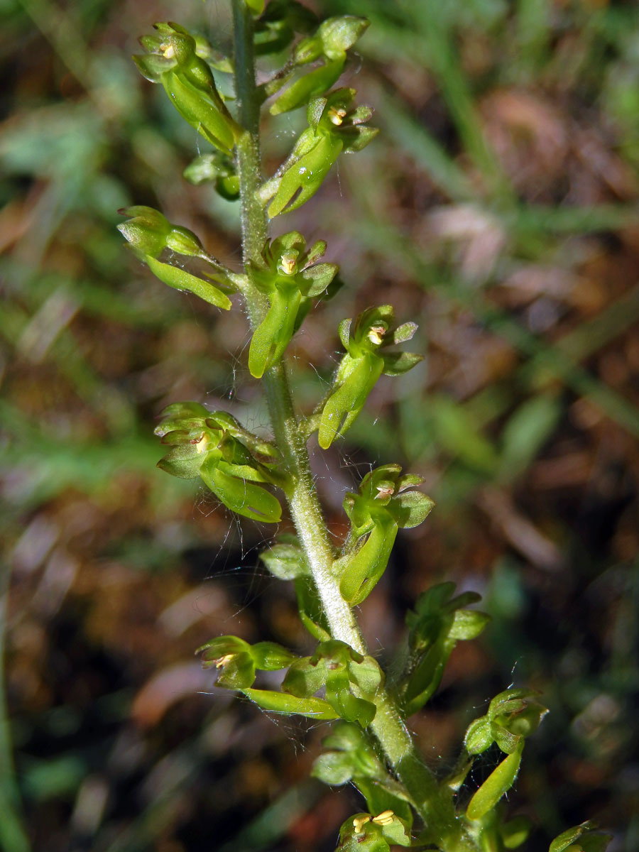 Bradáček vejčitý (Listera ovata (L.) R. Br.)