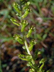 Bradáček vejčitý (Listera ovata (L.) R. Br.)