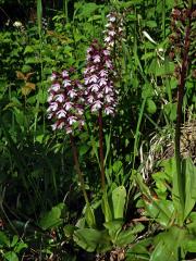 Vstavač nachový (Orchis purpurea Huds.)