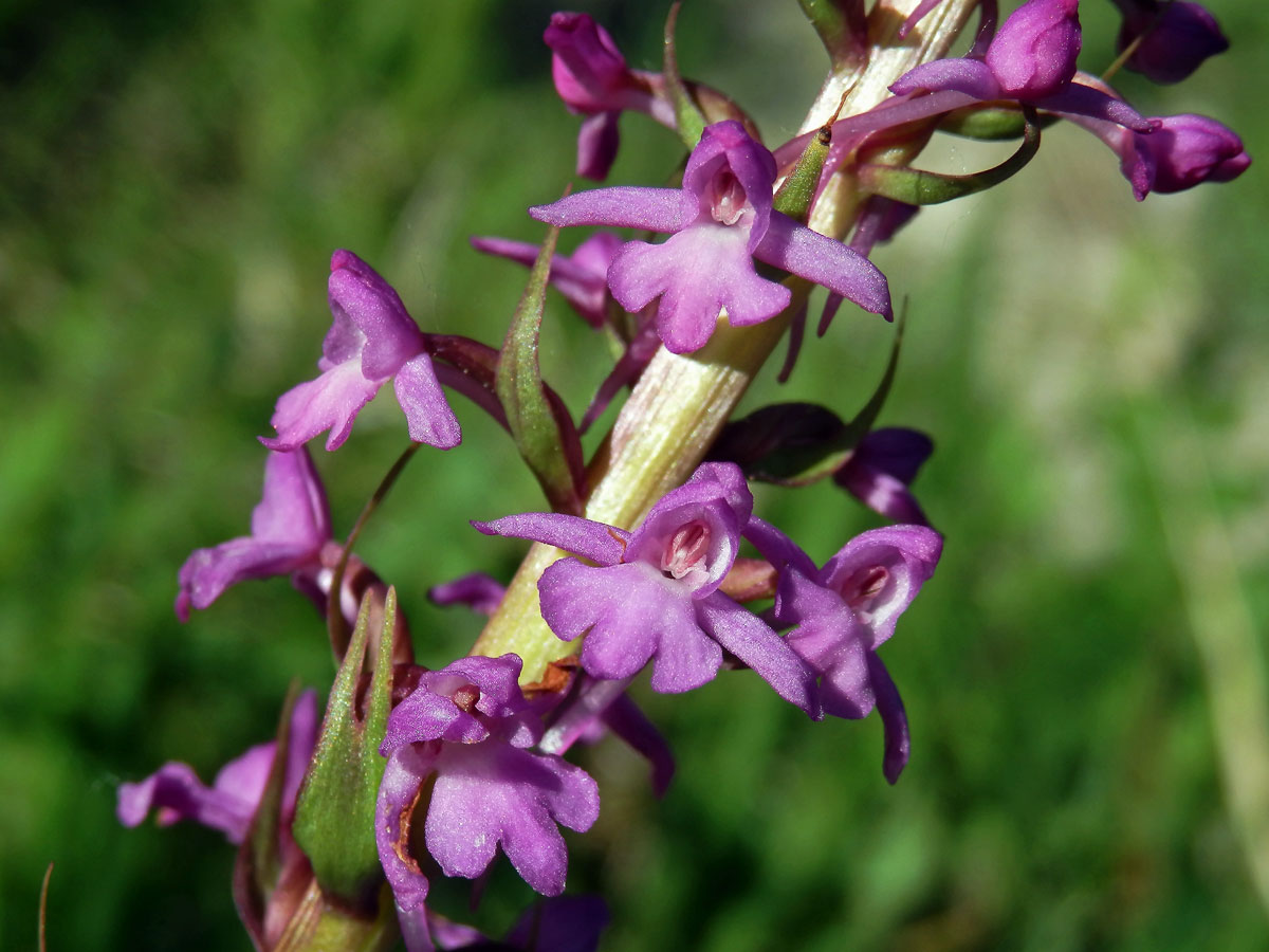 Pětiprstka žežulník (Gymnadenia conopsea (L.) R. Br.)