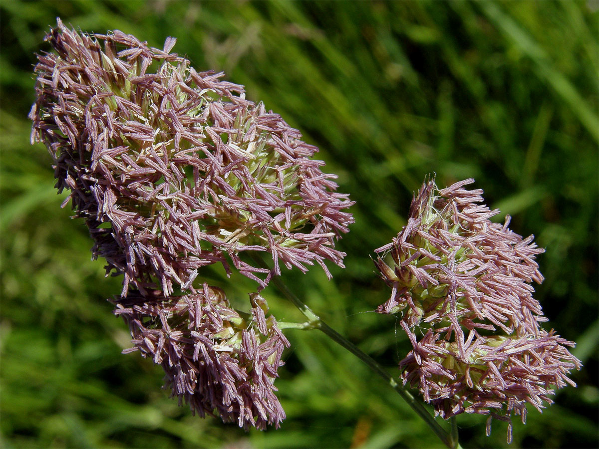 Srha laločnatá (říznačka) (Dactylis glomerata L.)