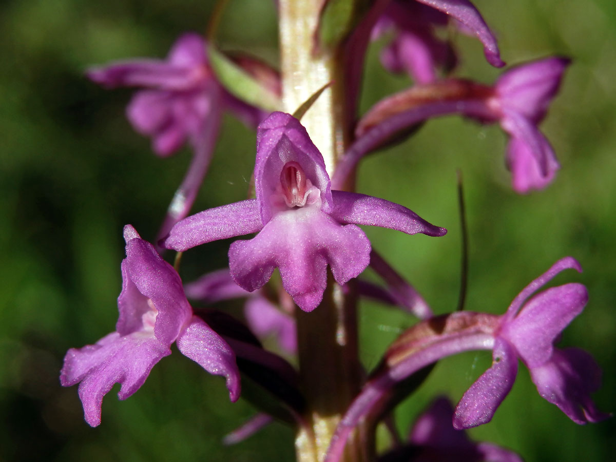 Pětiprstka žežulník (Gymnadenia conopsea (L.) R. Br.)