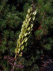 Kýchavice černá (Veratrum nigrum L.)