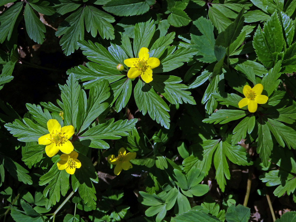 Sasanka pryskyřníkovitá (Anemone ranunculoides L.)