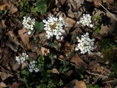 Penízek horský (Thlaspi montanum L.)