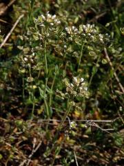 Penízek horský (Thlaspi montanum L.)