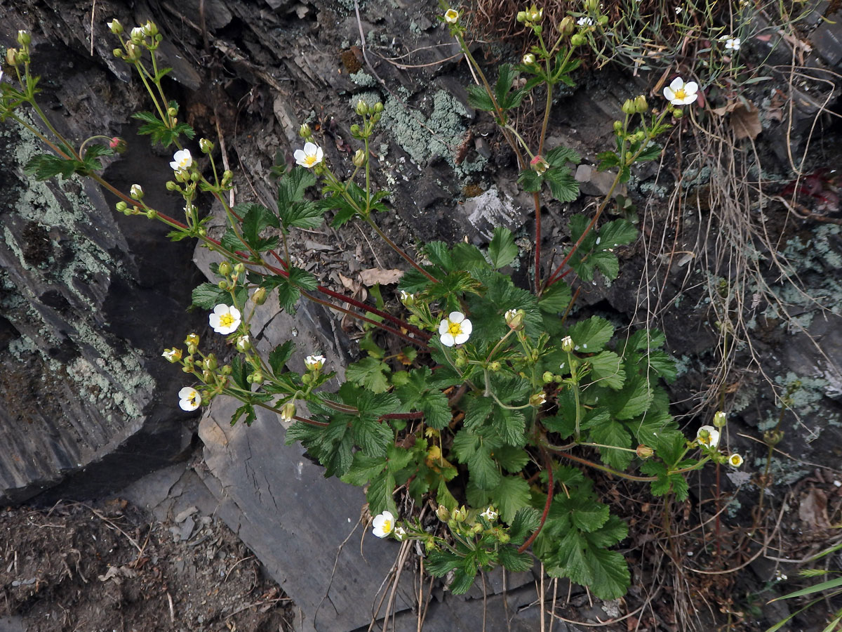 Mochna skalní (Potentilla rupestris L.)