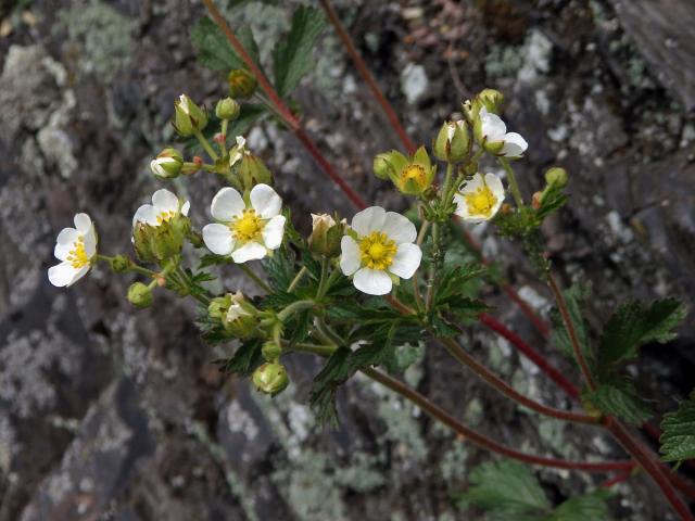 Mochna skalní (Potentilla rupestris L.)