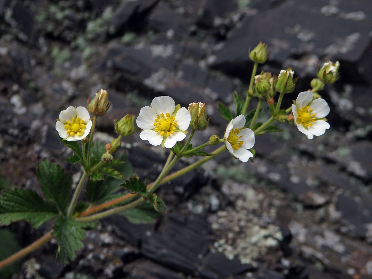 Mochna skalní (Potentilla rupestris L.)