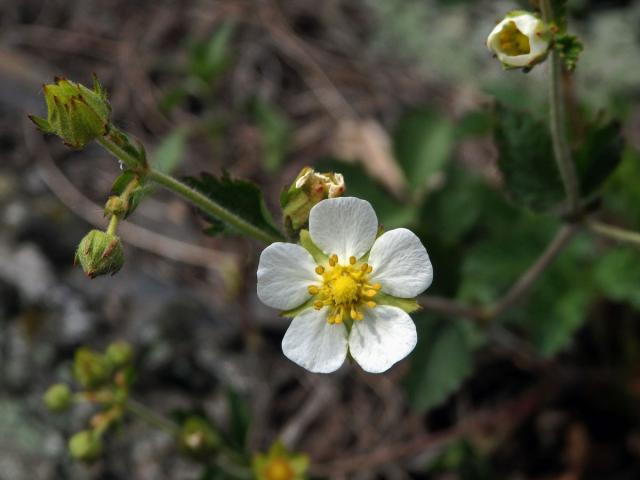 Mochna skalní (Potentilla rupestris L.)