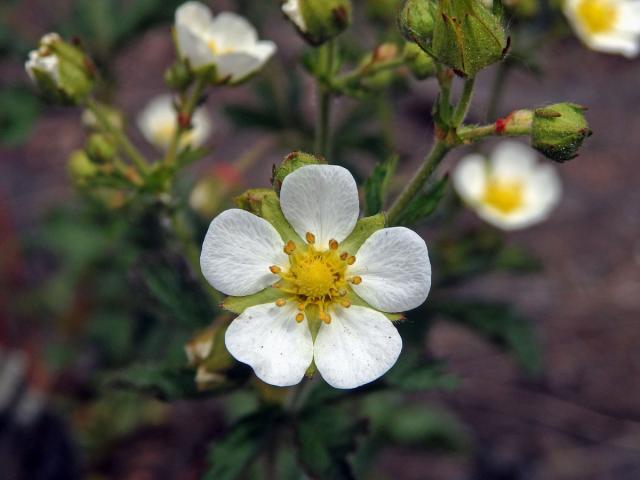 Mochna skalní (Potentilla rupestris L.)