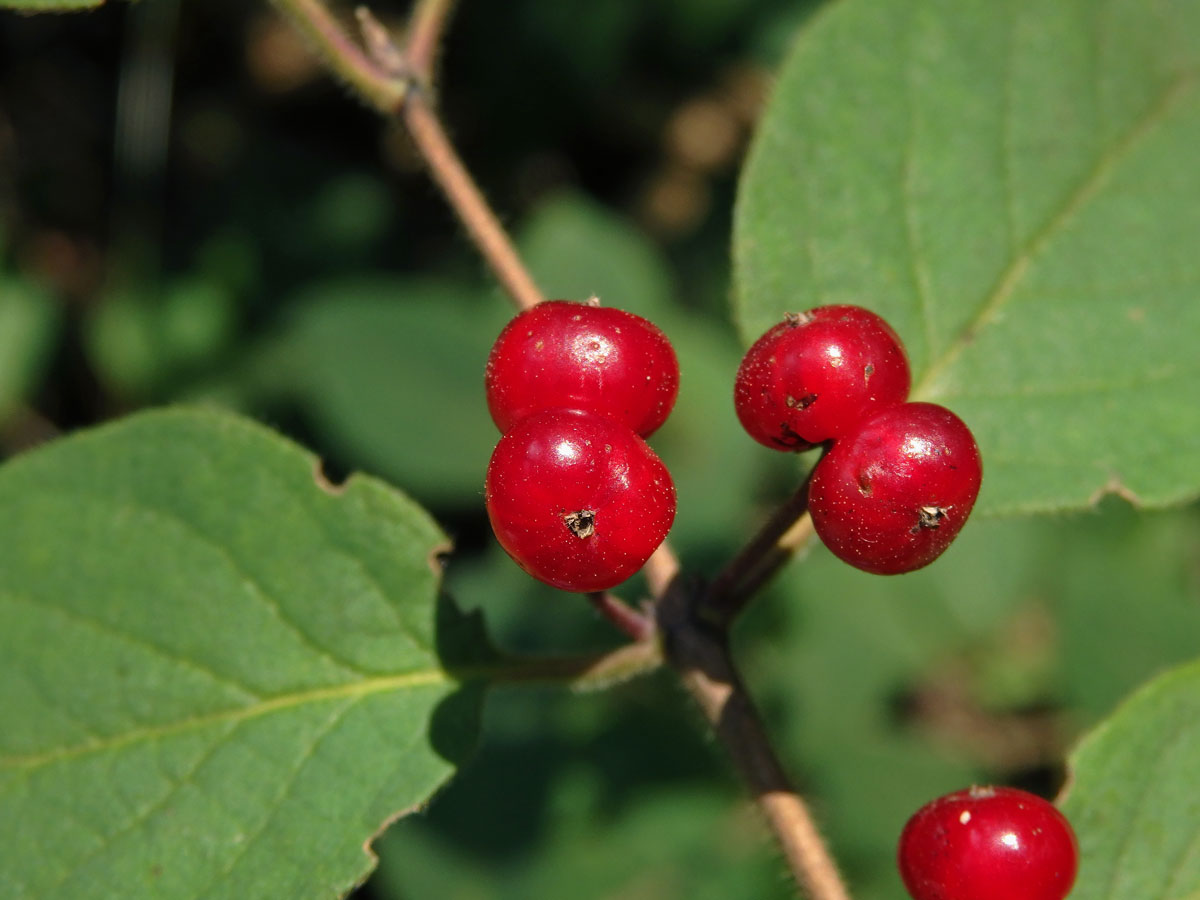 Zimolez obyčejný (Lonicera xylosteum L.)