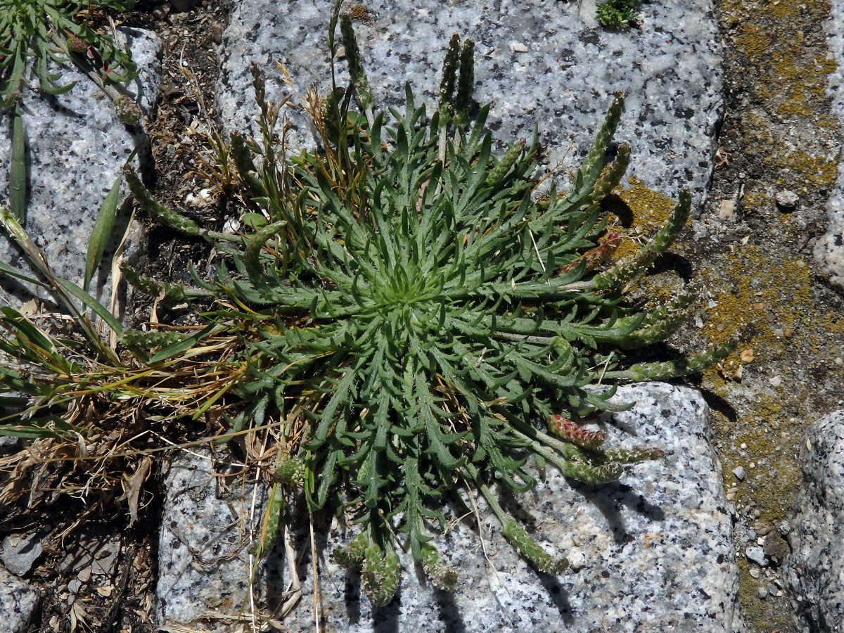 Jitrocel (Plantago serraria L.)