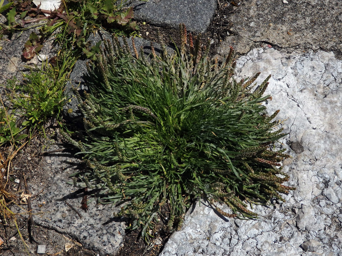 Jitrocel (Plantago serraria L.)